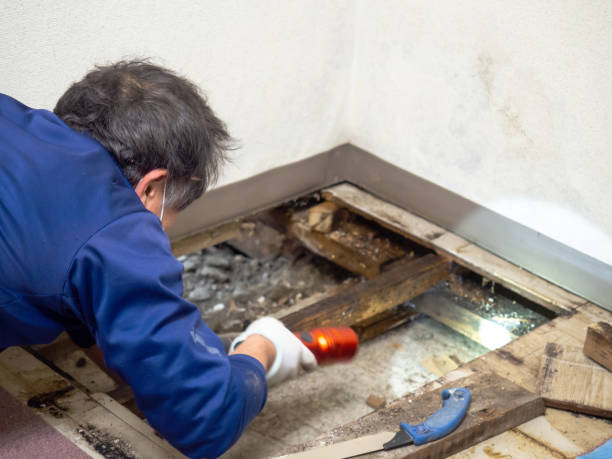Best Black Mold Removal  in La Riviera, CA