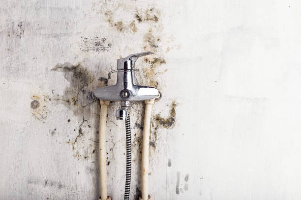 Trusted La Riviera, CA Mold Removal Experts
