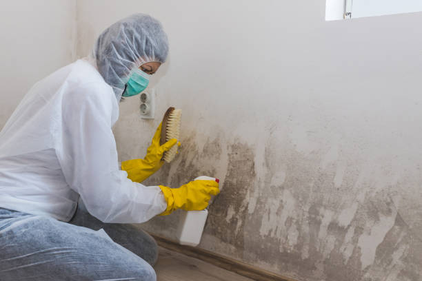 Best Commercial Mold Removal  in La Riviera, CA