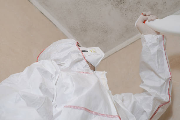 Best Mold Damage Repair  in La Riviera, CA