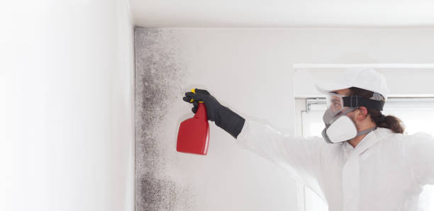 Best Certified Mold Removal  in La Riviera, CA