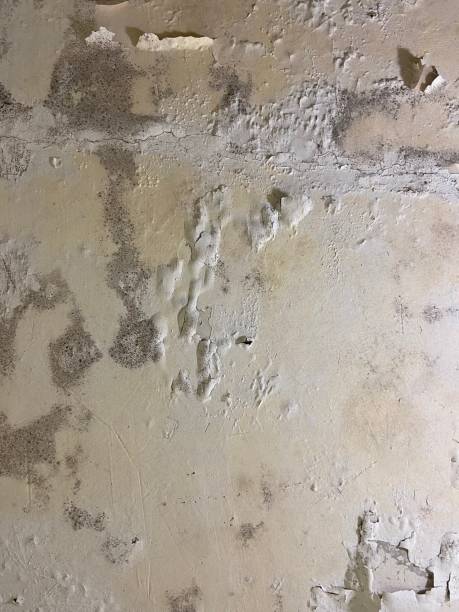 Best Residential Mold Removal  in La Riviera, CA