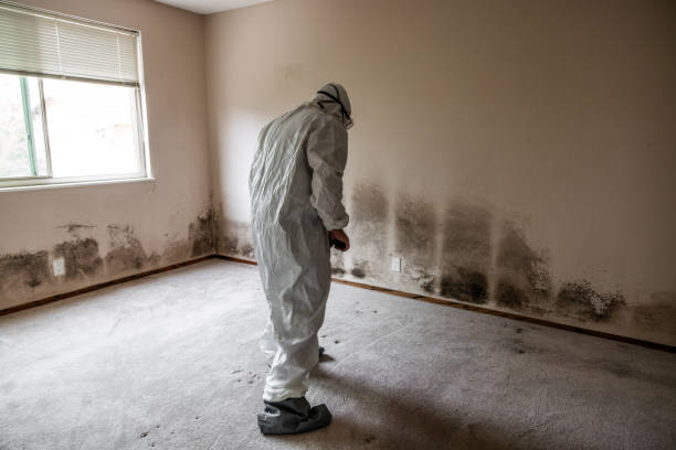 Mold Removal and Inspection in La Riviera, CA