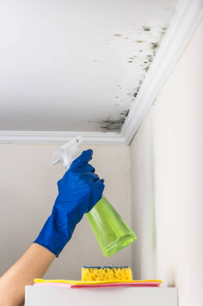 Best Crawl Space Mold Removal  in La Riviera, CA